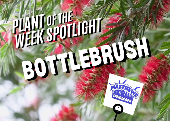Plant of the Week: Bottlebrush