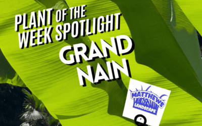 Plant of the Week: Grand Nain
