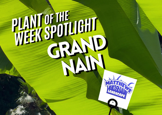 Plant of the Week: Grand Nain