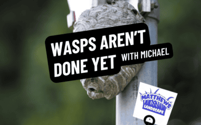 Wasps Aren’t Done Yet