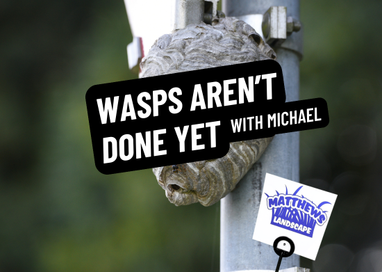 Wasps Aren’t Done Yet