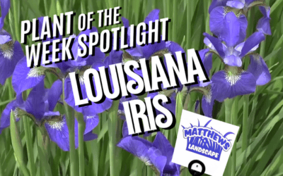 Plant of the Week: Louisiana Iris