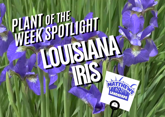 Plant of the Week: Louisiana Iris