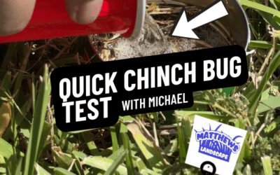 Quick Chinch Bug Test