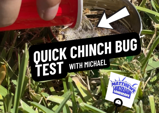 Quick Chinch Bug Test