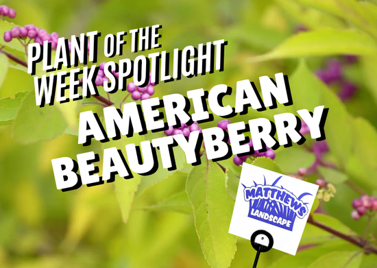 Plant of the Week: American Beautyberry