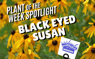 Plant of the Week: Black-Eyed Susan
