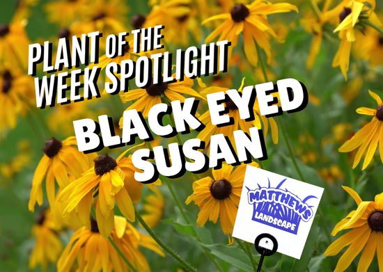 Plant of the Week: Black-Eyed Susan