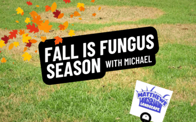 Fall is Lawn Fungus Season