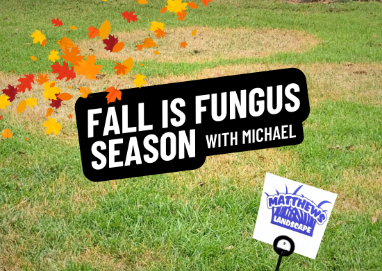 Fall is Lawn Fungus Season