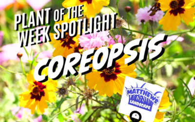 Plant of the Week: Coreopsis