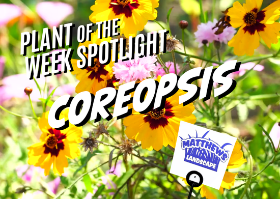 Plant of the Week: Coreopsis