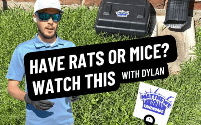 Dealing With Mice or Rats? Watch This