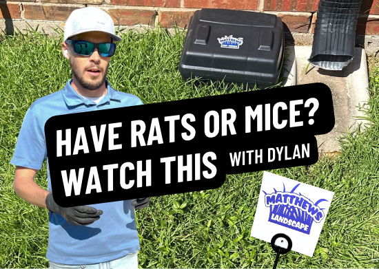 Dealing With Mice or Rats? Watch This